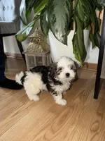 Bear, a male Shih Tzu for sale in Westlake, OH – Photo 3 of 4