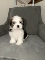 Bear, a male Shih Tzu for sale in Westlake, OH – Photo 2 of 4