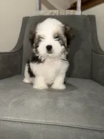 Bear, a male Shih Tzu for sale in Westlake, OH – Photo 1 of 4