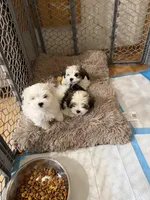 Olaf, a male Shih Tzu for sale in Westlake, OH – Photo 3 of 3