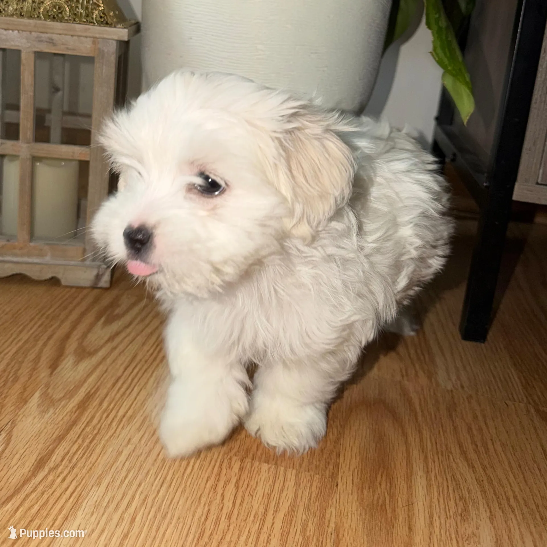 Olaf – Shih Tzu puppy for sale in Westlake, OH