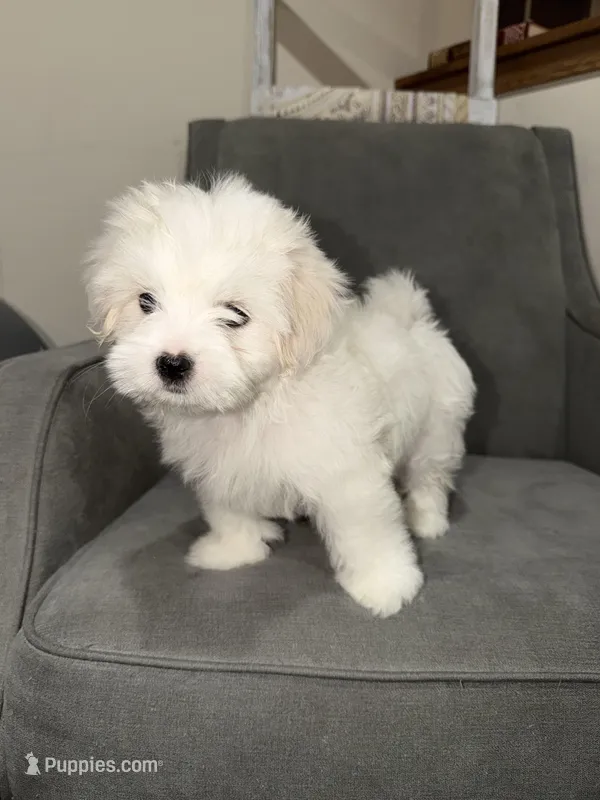 Olaf – Shih Tzu puppy for sale in Westlake, OH