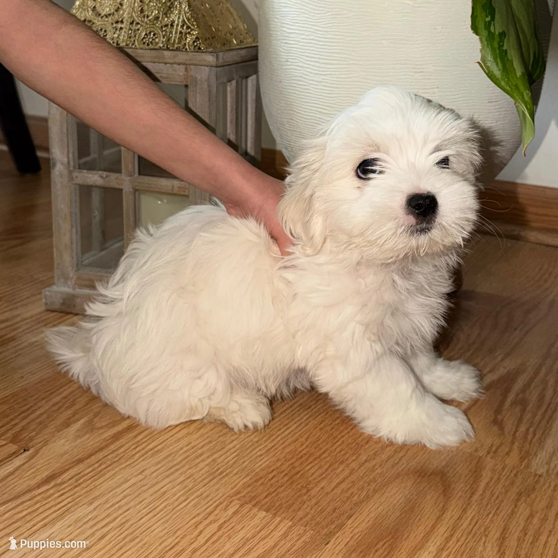 Olaf, a male Shih Tzu for sale in Westlake, OH – Photo 2 of 3