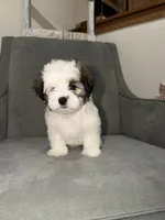 Cocoa, a male Shih Tzu for sale in Westlake, OH – Photo 1 of 4