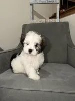 Cocoa, a male Shih Tzu for sale in Westlake, OH – Photo 3 of 4