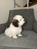 Cocoa, a male Shih Tzu for sale in Westlake, OH – Photo 2 of 4