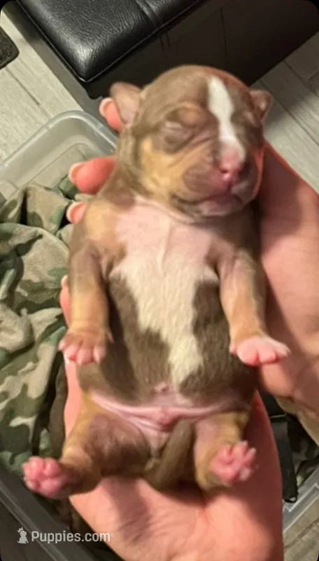 Best Quality pocket bullies – American Bully puppy for sale in Davie, FL