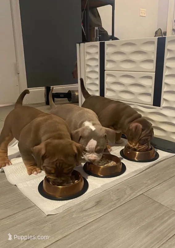 Best Quality pocket bullies – American Bully puppy for sale in Davie, FL