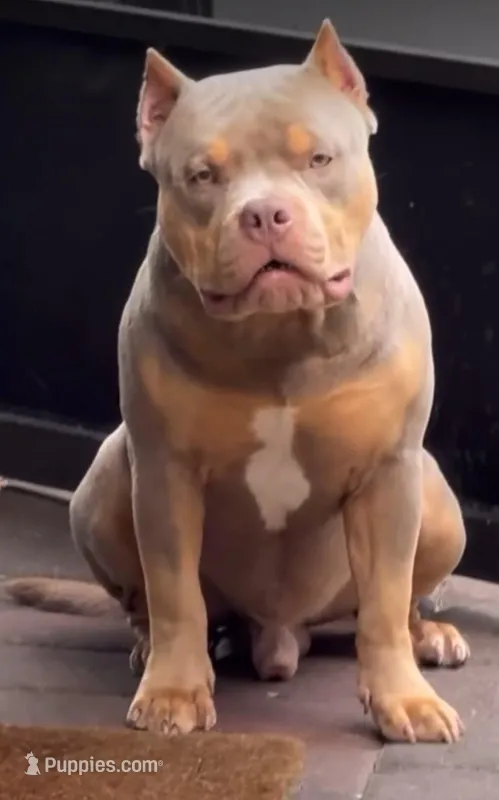 Best Quality pocket bullies – American Bully puppy for sale in Davie, FL