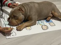 Quality pocket bullies, a  American Bully for sale in Davie, FL – Photo 9 of 10