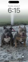 Quality pocket bullies, a  American Bully for sale in Davie, FL – Photo 10 of 10