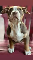 Quality pocket bullies, a  American Bully for sale in Davie, FL – Photo 7 of 10