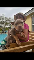 Quality pocket bullies, a  American Bully for sale in Davie, FL – Photo 8 of 10