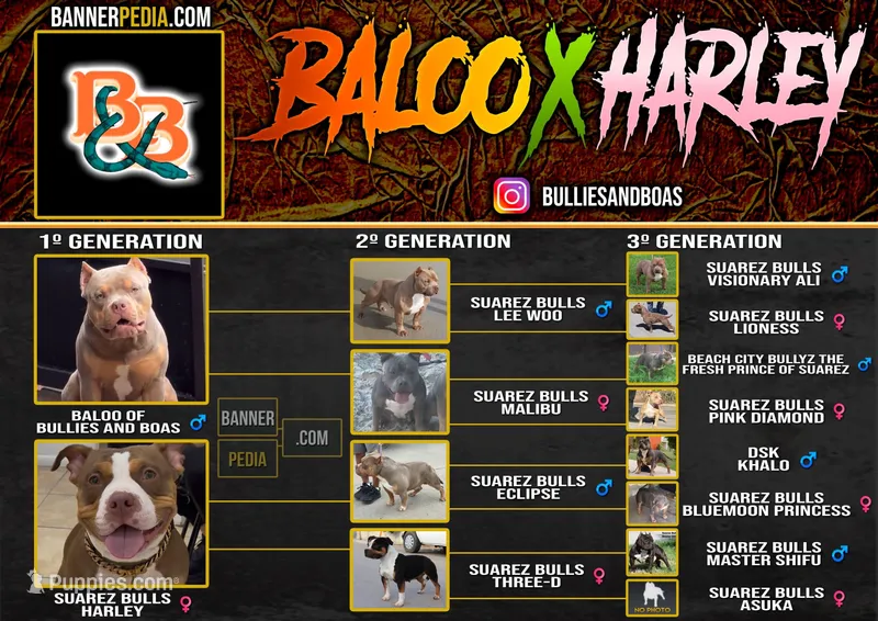 Quality pocket bullies – American Bully puppy for sale in Davie, FL