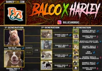 Quality pocket bullies, a  American Bully for sale in Davie, FL – Photo 1 of 10