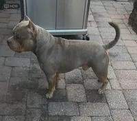 Quality pocket bullies, a  American Bully for sale in Davie, FL – Photo 4 of 10