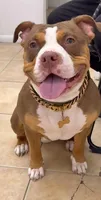 Quality pocket bullies, a  American Bully for sale in Davie, FL – Photo 5 of 10