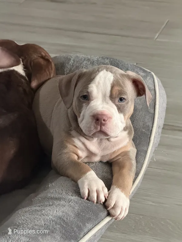 Lilac tri Beauty – American Bully puppy for sale in Davie, FL