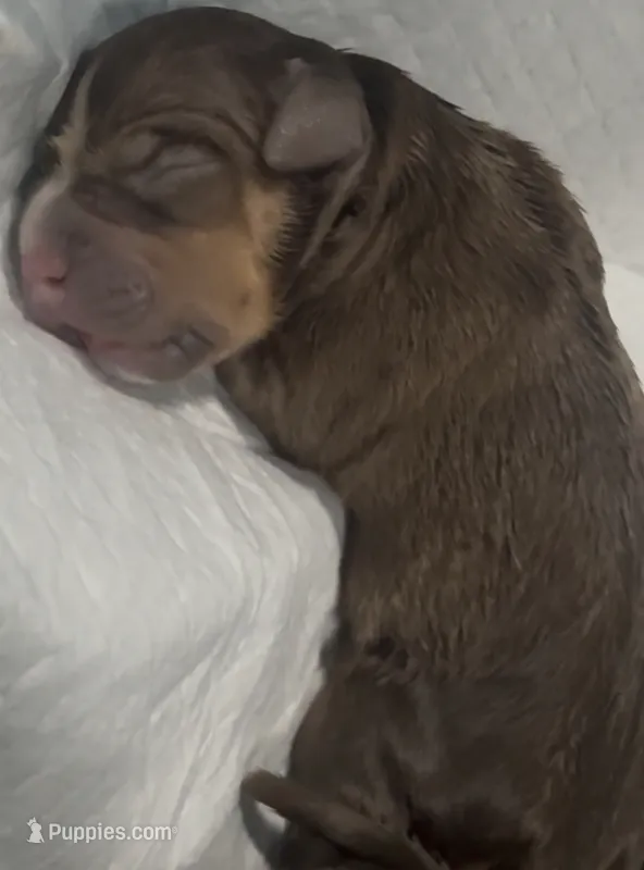 Quality pocket bullies – American Bully puppy for sale in Davie, FL
