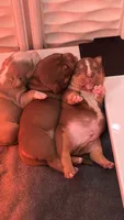 Chocolate tri quality bully, a male American Bully for sale in Davie, FL – 6 of 10