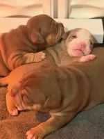 Chocolate tri quality bully, a male American Bully for sale in Davie, FL – 4 of 10