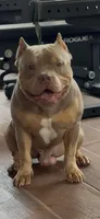 Lilac tri Beauty, a female American Bully for sale in Davie, FL – 3 of 9