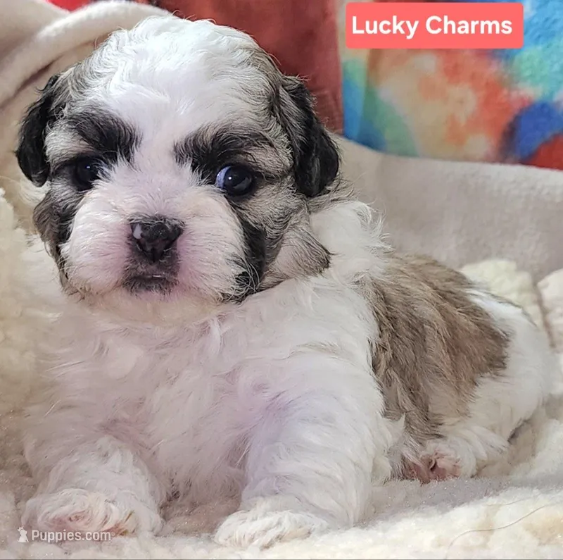 Lucky Charms  – Shih Tzu puppy for sale in Wonewoc, WI