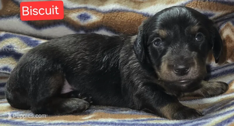 Biscuit – Miniature Dachshund puppy for sale in Wonewoc, WI