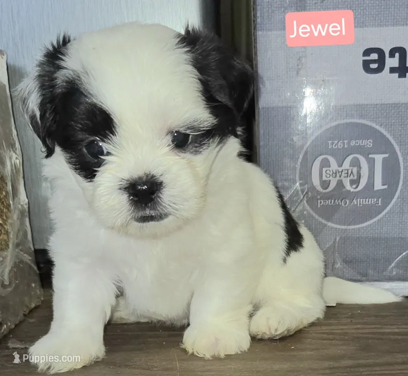 Jewel – Shih Tzu puppy for sale in Wonewoc, WI