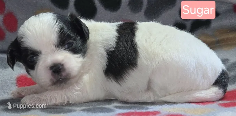 Sugar – Maltese, Shih Tzu puppy for sale in Wonewoc, WI