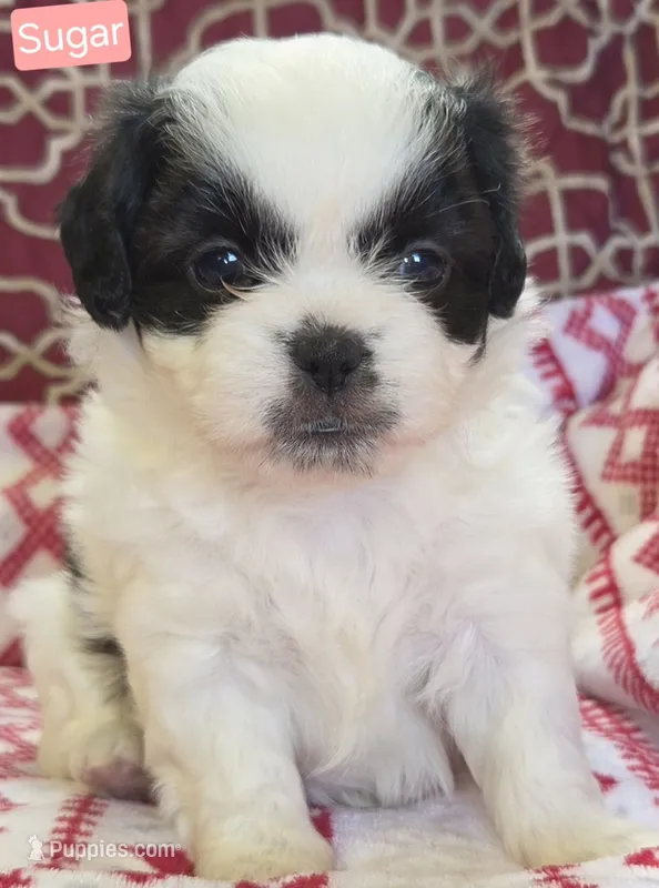 Sugar – Maltese, Shih Tzu puppy for sale in Wonewoc, WI