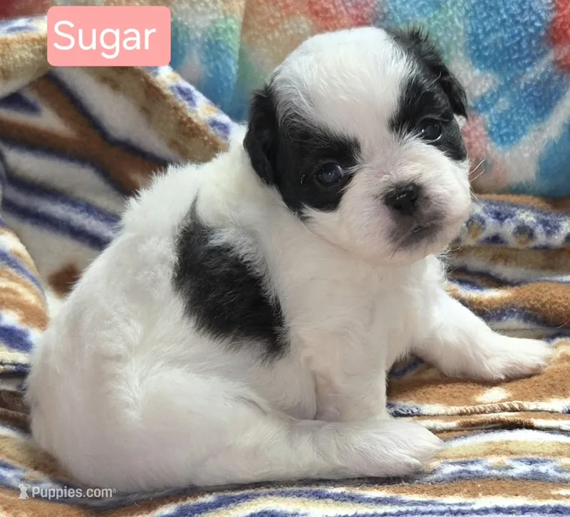 Sugar – Maltese, Shih Tzu puppy for sale in Wonewoc, WI