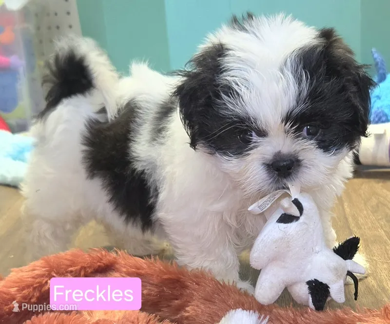 Freckles – Shih Tzu puppy for sale in Wonewoc, WI