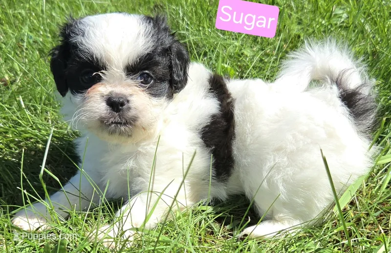 Sugar – Maltese, Shih Tzu puppy for sale in Wonewoc, WI