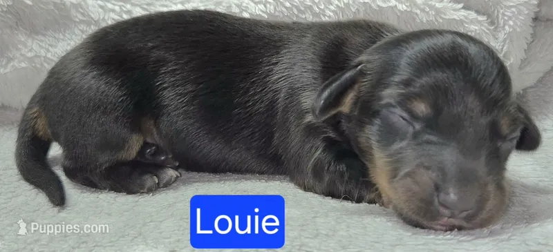 Louie – Miniature Dachshund puppy for sale in Wonewoc, WI