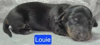 Louie, a male Miniature Dachshund for sale in Wonewoc, WI – 1 of 2