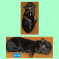 Louie, a male Miniature Dachshund for sale in Wonewoc, WI – 2 of 2