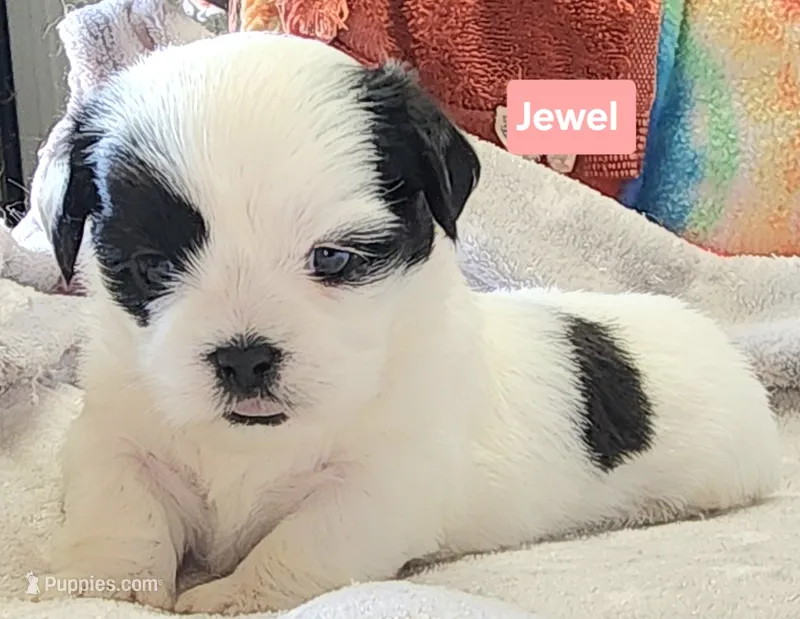 Jewel – Shih Tzu puppy for sale in Wonewoc, WI