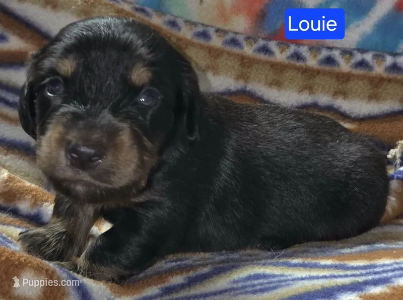 Louie – Miniature Dachshund puppy for sale in Wonewoc, WI