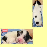 Penny, a female Shih Tzu for sale in Wonewoc, WI – 1 of 1