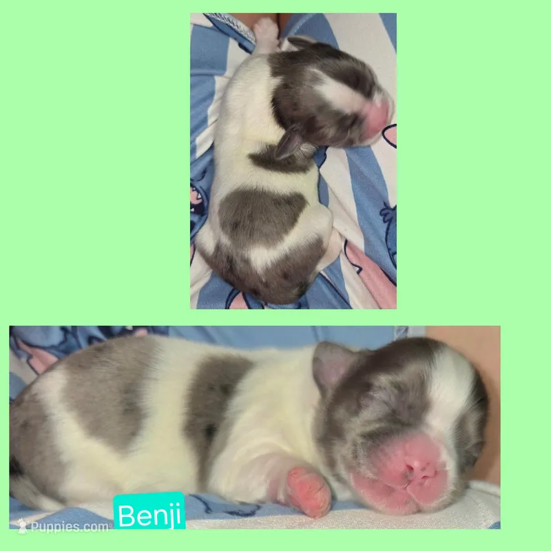 Benji – Maltese, Shih Tzu puppy for sale in Wonewoc, WI