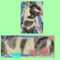 Benji, a male Maltese and Shih Tzu for sale in Wonewoc, WI – 1 of 1