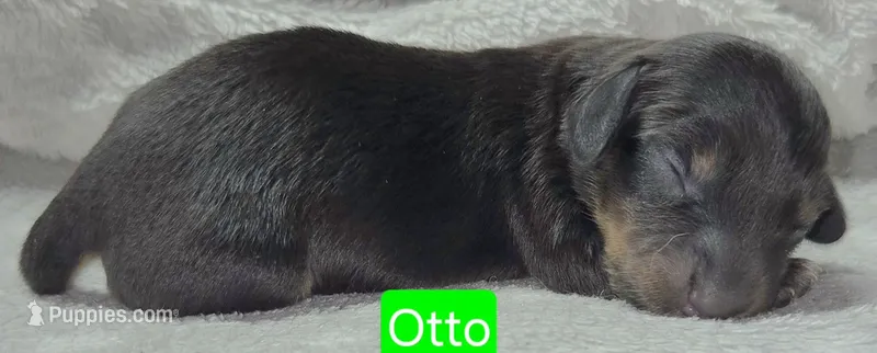 Otto – Miniature Dachshund puppy for sale in Wonewoc, WI