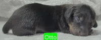 Otto, a male Miniature Dachshund for sale in Wonewoc, WI – 1 of 2