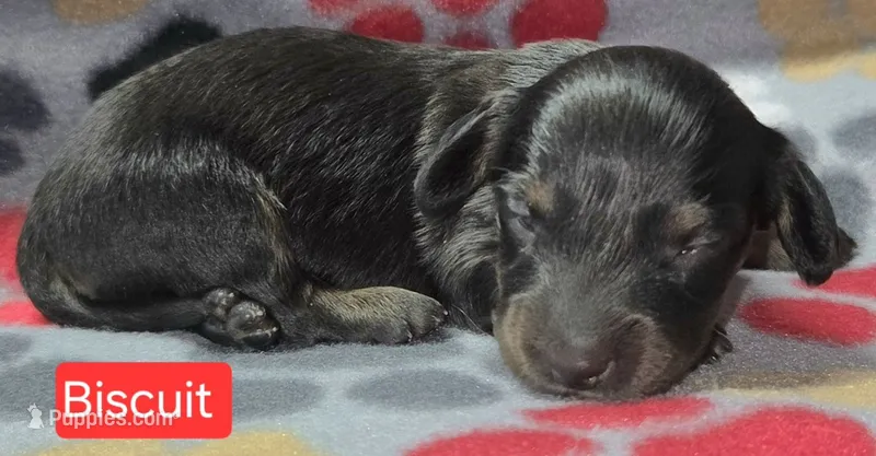 Biscuit – Miniature Dachshund puppy for sale in Wonewoc, WI