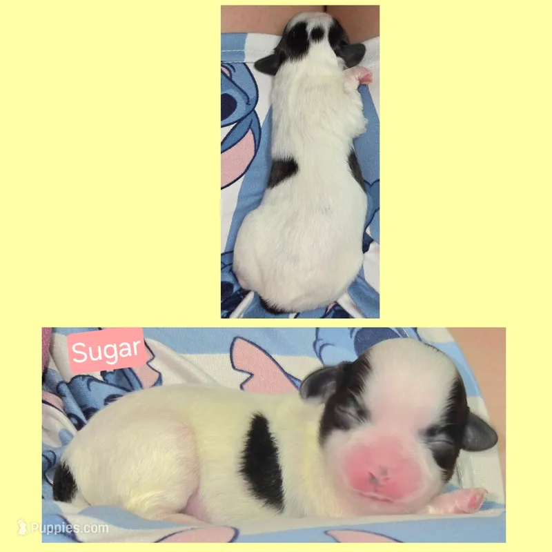 Sugar – Maltese, Shih Tzu puppy for sale in Wonewoc, WI