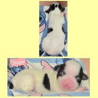 Sugar, a female Maltese and Shih Tzu for sale in Wonewoc, WI – 1 of 1