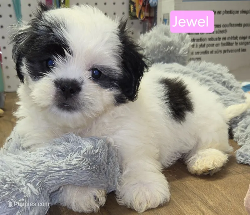 Jewel – Shih Tzu puppy for sale in Wonewoc, WI