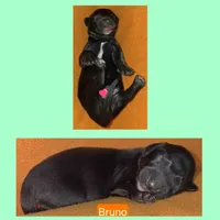 Bruno, a male Miniature Dachshund for sale in Wonewoc, WI – 2 of 2