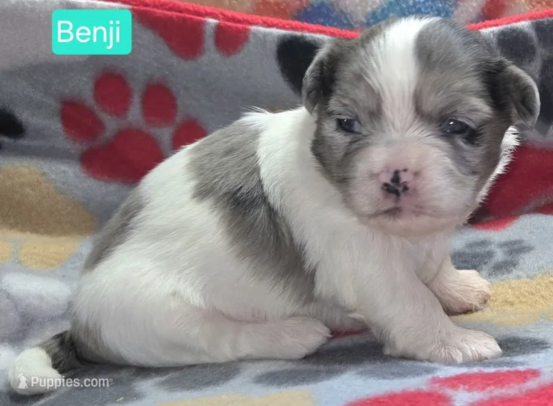 Benji – Maltese, Shih Tzu puppy for sale in Wonewoc, WI
